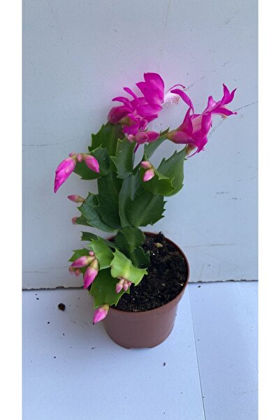 BAŞKENT BOTANİK Ithal Yılbaşı Çiçeği