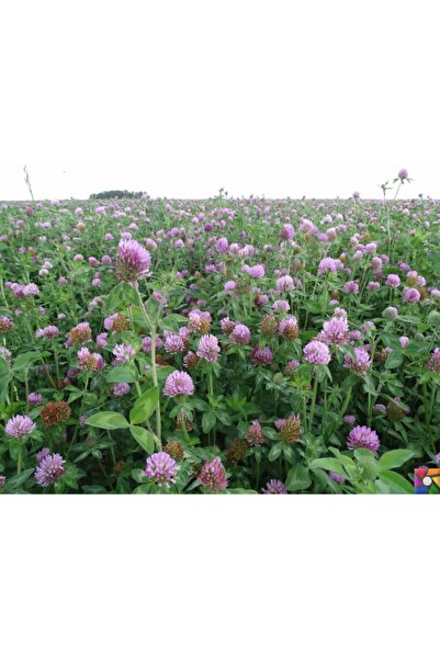 AGRODAL TARIM Yonca Tohumu Elçi 1 Kg Kaplanmış Tohum