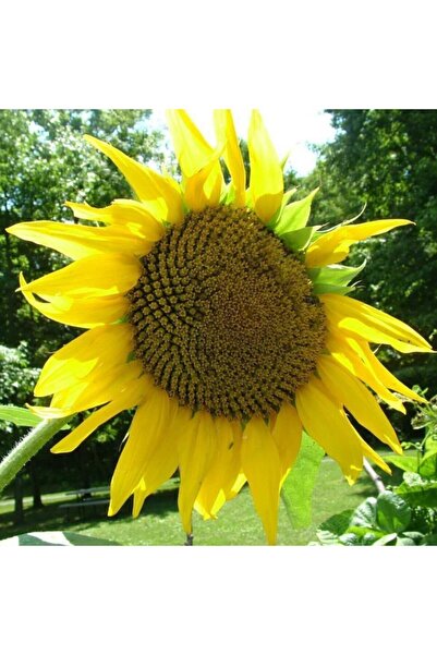 AGRODAL TARIM Çizgili Ala Ayçiçeği Çekirdek Çerezlik Ayçiçek Tohumu 50 Adet T...