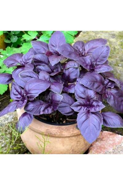 E-fidancim Saksılık Aromartik Dark Purple Geniş Yapraklı Fesleğen Fidesi (5 a...