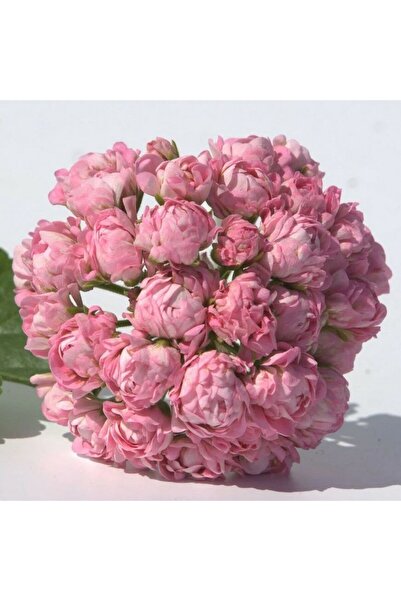 E-fidancim Koleksiyonluk Norrland Katlı Çiçekli Olan Gül  Sardunya Çiçeği Fid...