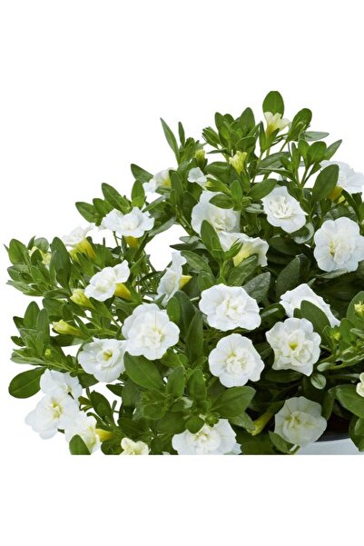 E-fidancim Calita Katmerli Double Snow Milyonlar Çanı Calibrochoa Çiçeği Fide...