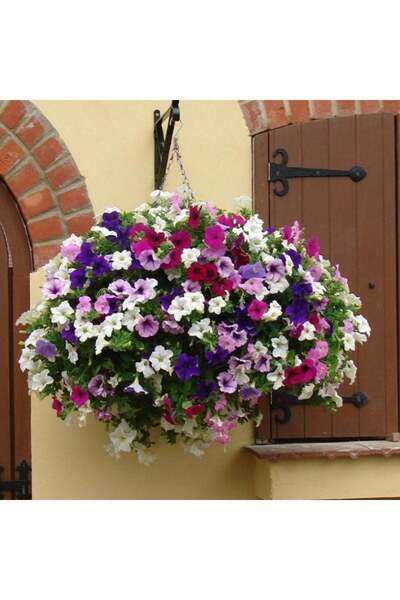 E-fidancim Potunia Plus Serisi Mixed Petunya Fidesi (5 adet)