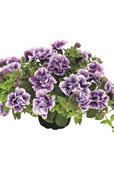 E-fidancim Tumbelina  Priscilla Pro Kokulu Katmerli Sarkıcı Superstar Petunya...