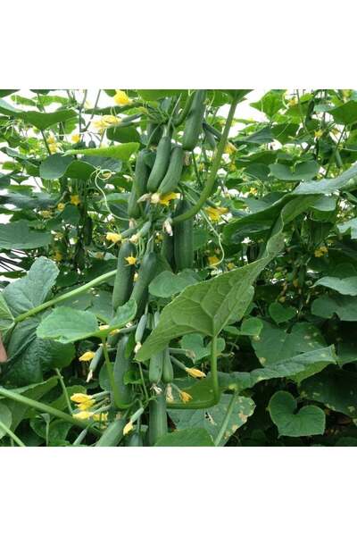 E-fidancim Sırık Konak Salatalık(hıyar) Fidesi (5 adet)