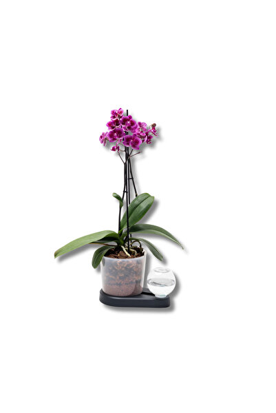 Saksı Mix Akıllı Saksı Kendi Kendine Sulama Yapabilen Orkideler Için Hero Sak...