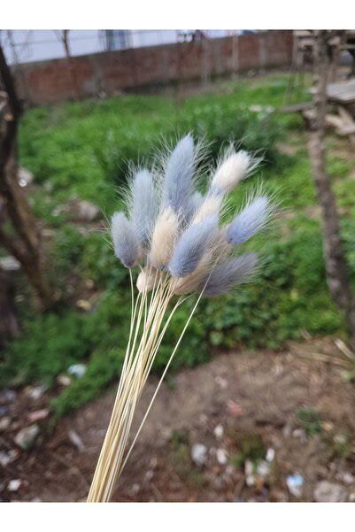 10türk ontürk enerji cansas renkli pamuk otu lagurus tavşan kuyruğu