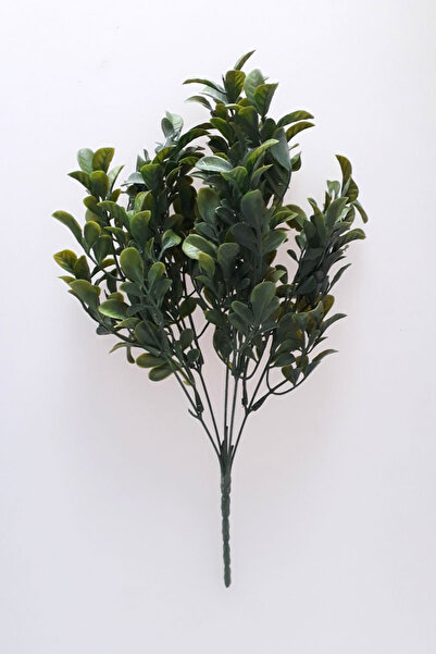 adresiburasi 5 فروع صناعية من خشب البقس الخضراء