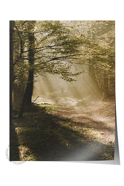 Postifull Forest No:19 Φωτογραφία τυπωμένη αφίσα χωρίς πλαίσιο - Διακόσμηση τοίχου σαλονιού, κουζίνας, σαλονιού, αίθουσας