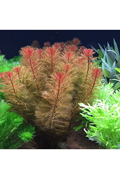 Akvaryumhane Myriophyllum Tuberculatum (Yeşil Formda) Akvaryum Bitkisi, Canlı...