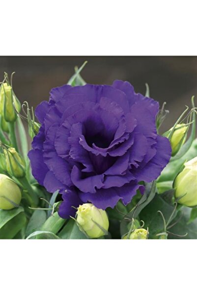 megcito Lisianthus ( Lale Gül ) Julyet Serisi - MAVİ ( 5 Tohum )