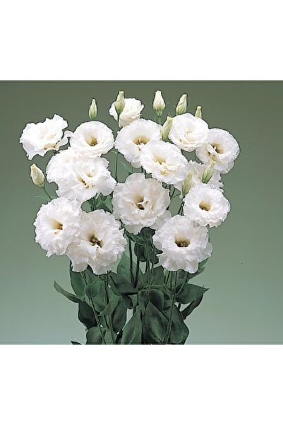 megcito Lisianthus ( Lale Gül ) BÜYÜ Serisi - BEYAZ ( 5 Tohum )