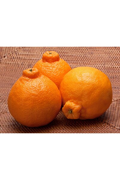 ASES çok nadir bir çeşit tüplü  ÇEKİRDEKSİZ DEKOPON MANDALİNA Fidanı yaş 3 boy 100-130 cm