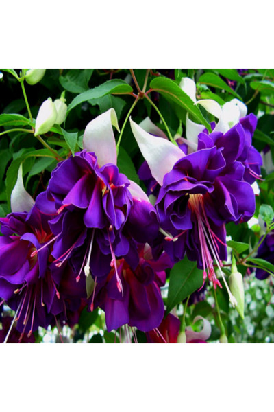Bilgarden XXl Çiçekli Deep Purple Küpe Çiçeği Fidesi (1 adet)