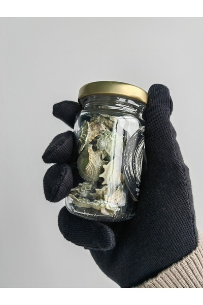 Seashell Rio Doğal Deniz Kabuğu Dolu Kavanoz-Ev Dekorasyon ve Akvaryum/Fanus ...