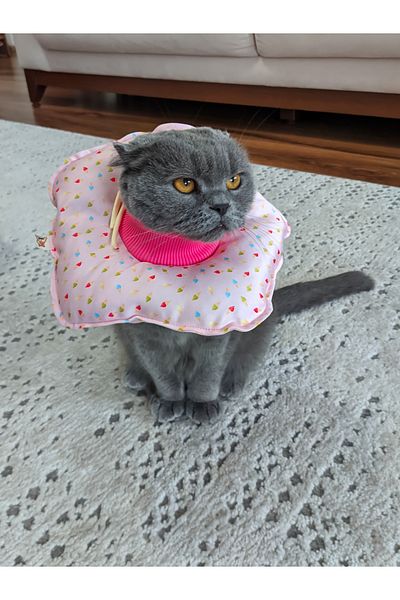UTDpet Daydream Patterned Cat and Dog Elizabeth Protective Collar