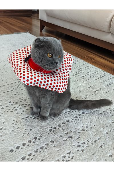 UTDpet Ladybug Patterned Cat and Dog Elizabeth Protective Collar
