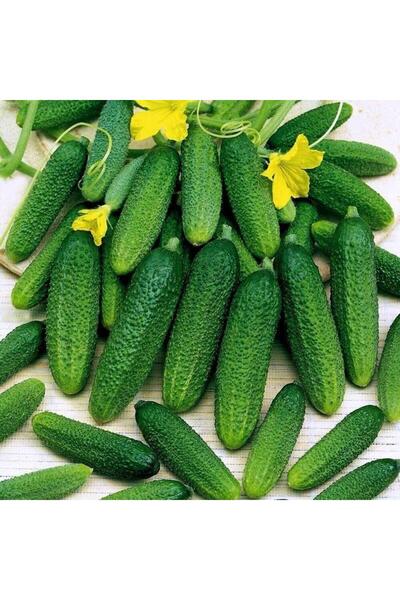 Berke Fidancılık Kornişon (Turşuluk) Tohumu (25 gram)