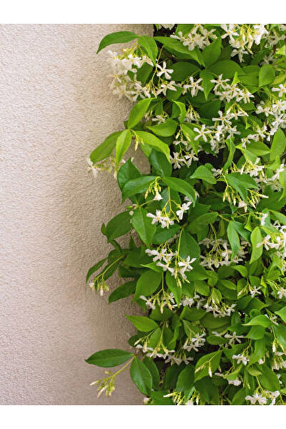 serada decor & plant Videolu Yasemin Beyaz Çiçekli Kokulu Şarmaşık (90-120 Cm...