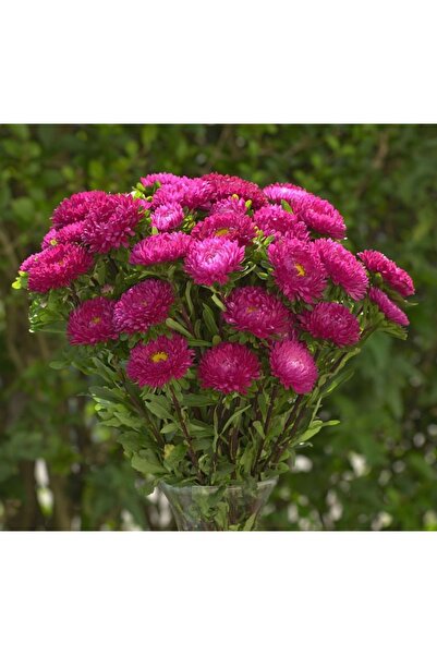 megcito Kasımpatı Çiçeği Tohumu ( Uzun Boylu, Kesimlik ) Gül Renkli - 5 Tohum