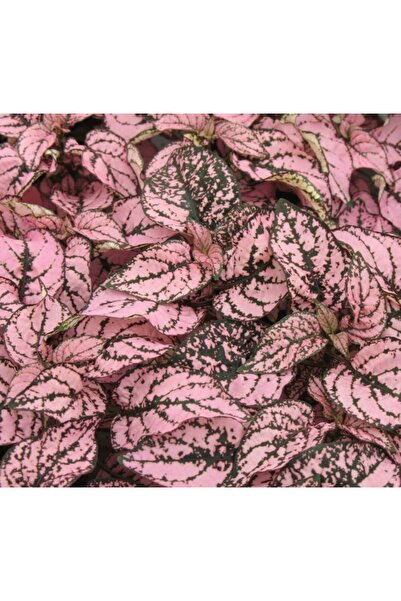megcito Hostes Çiçeği Tohumu ( Çilli, Geniş Yaprak ) Pembe Renkli - 5 Tohum