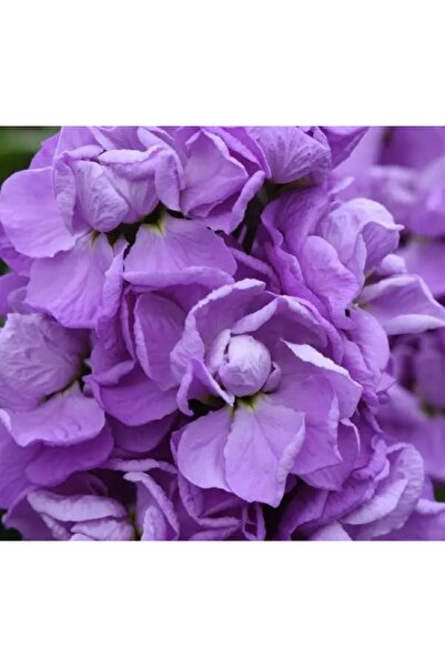 megcito Şebboy Tohumu ( Kokulu Çok Uzun Boylu ) - Lavanta Renkli - 10 Tohum