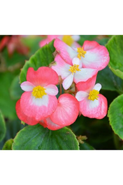 Sugar Begonia Seed Banga - Pink White ( 20 Seeds )