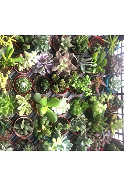 megcito Sukulent Kaktüs Çiçeği No:3 Tohumu