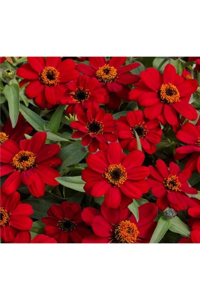 megcito Zinnia Çiçeği Tohumu ( Mini Çiçekli, Kirli Hanım ) Kırmızı Renkli - 5...