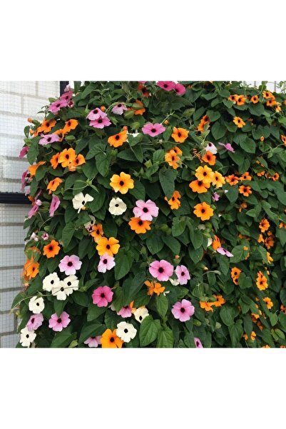 Black-Eyed Suzan Flower Seed - Mixed Color ( 5 Seeds)