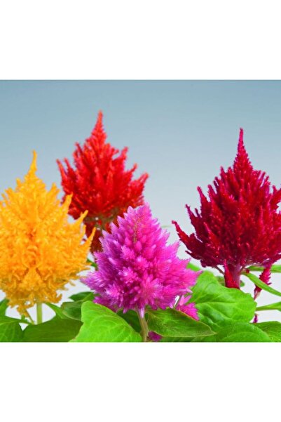 megcito Horoz Ibiği Tohumu ( Püskül ) Karışık Renkli - 20 Tohum