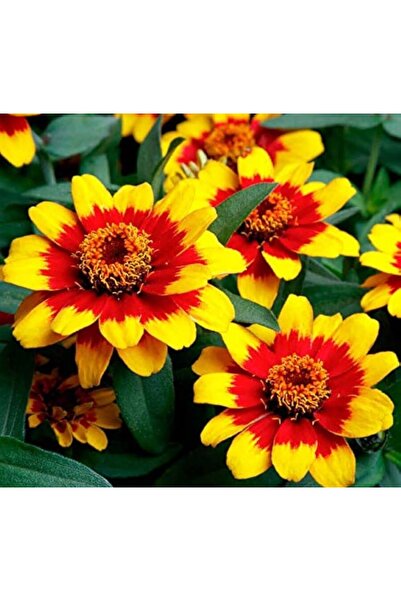 megcito Zinnia Çiçeği Tohumu ( Mini Çiçekli, Kirli Hanım ) Sarı Kırmızı Renkl...