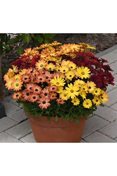 megcito Bodrum Papatyası ( Kalıcı Çok Çiçeklenen ) Turuncu, Kırmızı Renkli - ...