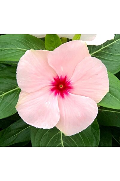 megcito Rozet Çiçeği ( Çok Çiçekli Çok Dallanan ) Pembe Kırmızı Nokta Renkli ...