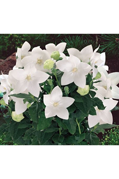 megcito Balon Çiçeği Tohumu ( Büyük Çan Çiçeği ) Beyaz Renkli - 5 Tohum