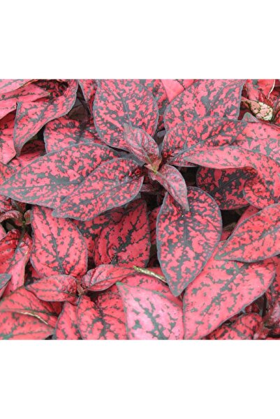 Stewardess Flower Seed ( Freckled, Broad Leaf ) Red - 5 Seeds