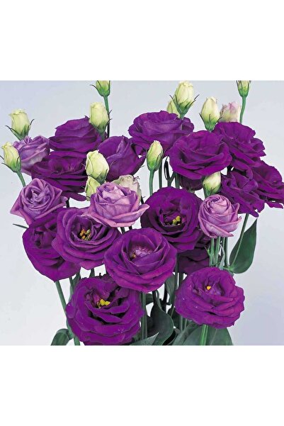 megcito Lisianthus Çiçeği Tohumu ( Katmerli, Bodur ) Mavi Renkli - 5 Tohum