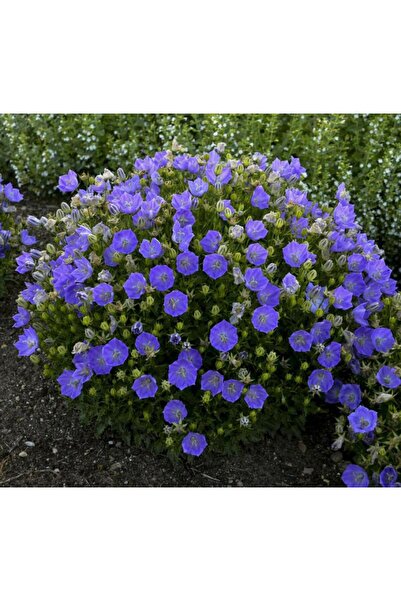 megcito Maviş Çan Çiçeği ( Iri Çiçek ) Mavi Renkli - 10 Tohum