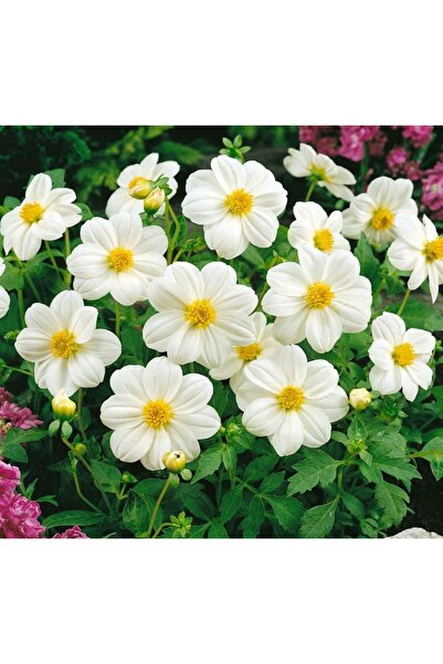 Starflower Seed ( Dwarf Multiflower) White - 10 Seeds