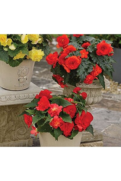 megcito Begonya Tohumu ( Katmerli ) Kırmızı Renkli - 5 Tohum