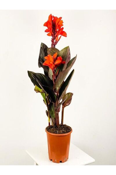 serada decor & plant Kana Tesbih Çiçeği Turuncu (30 50 Cm91 Adet Saksılı Dış ...