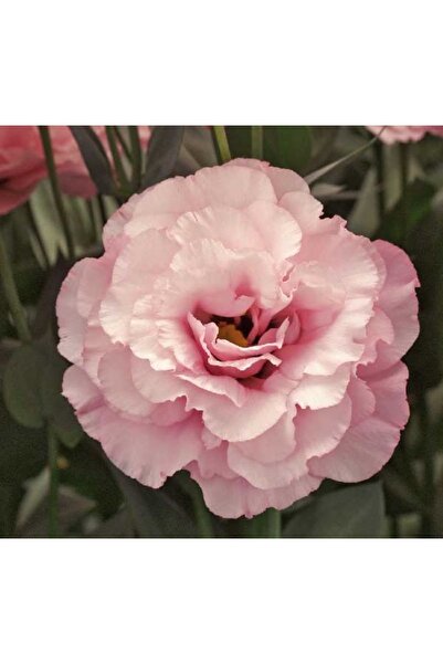 megcito Lisianthus ( Lale Gül ) Gelin Buketi Serisi - PEMBE ( 5 Tohum )