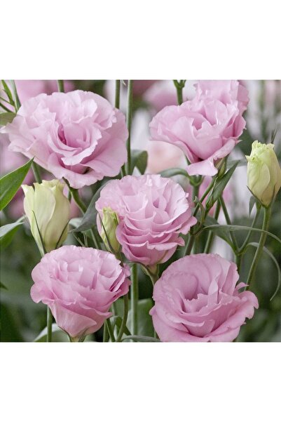 megcito Lisianthus ( Lale Gül ) Advantage Serisi - Pembe ( 5 Tohum )