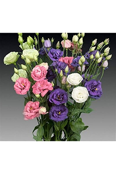 megcito Lisianthus ( Lale Gül ) Advantage Serisi - Karışık ( 5 Tohum )
