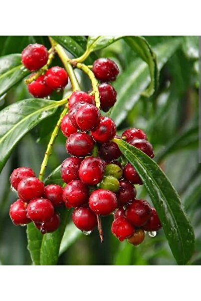 Doğan Fidancılık Karayemiş (Laz Kirazı ) fidanı tüplü 2 yaşında 110 -140 cm