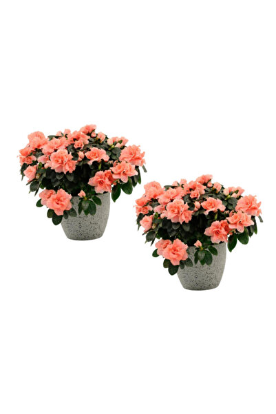 BKD Bi Kaktüs Dünyası Saksıda Açelya Çiçeği 2 Adet