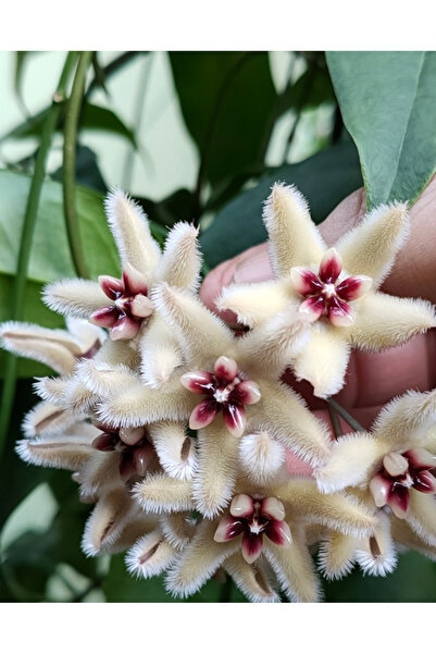 Aysima Çiçekevi Hoya Mum Çiçeği ,Tüylü Beyaz Çiçekli,Yoğun Kokulu,Canlı Çiçek,İç Mekan Salon Bitkisi.