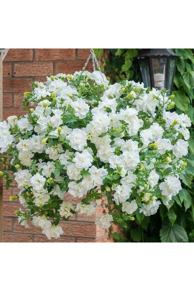 Bilgarden Tumbelina Diana Kokulu Katmerli Sarkıcı Superstar Petunya Çiçeği Fi...