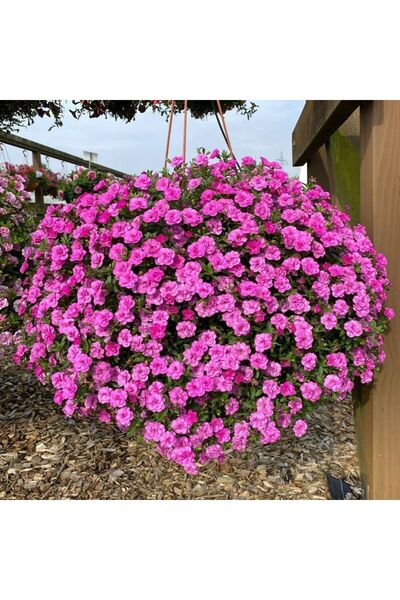 Bilgarden Calita Katmerli Double Rosy Milyonlar Çanı Calibrochoa Çiçeği Fides...