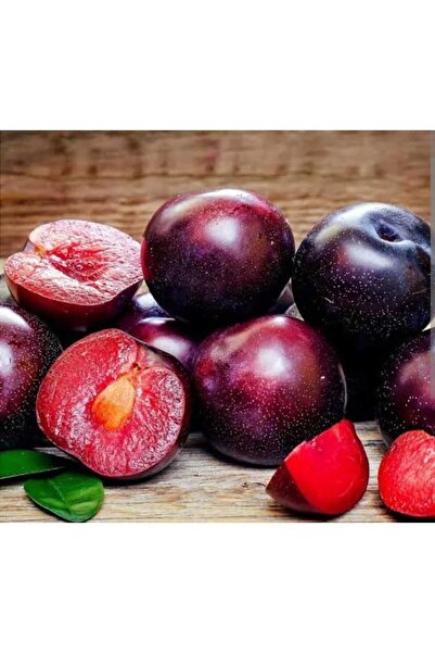 Doğan Fidancılık Tüplü Aşılı Black Diamond Japon Erik Fidanı